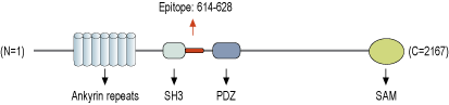 Anti-Shank1 Antibody