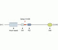 Shank1 Blocking Peptide
