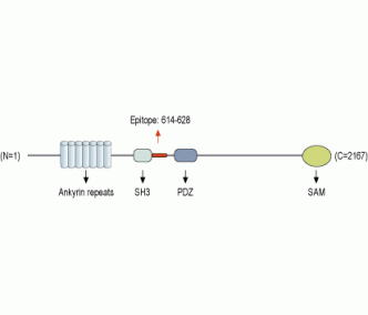 Shank1 Blocking Peptide