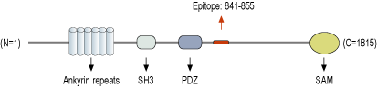 Anti-Shank3 Antibody