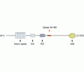 Shank3 Blocking Peptide