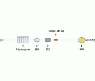 Shank3 Blocking Peptide