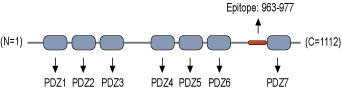 Anti-GRIP1 Antibody