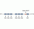 GRIP1 Blocking Peptide