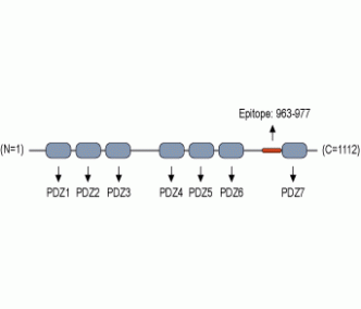 GRIP1 Blocking Peptide