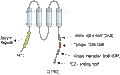 Anti-Kidins220 Antibody
