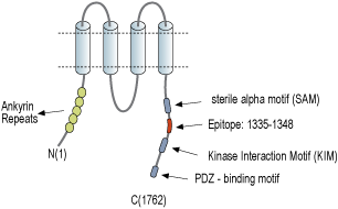Anti-Kidins220 Antibody