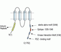 Kidins220 Blocking Peptide