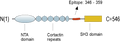 Anti-Cortactin Antibody