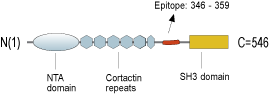 Anti-Cortactin Antibody