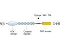 Cortactin Blocking Peptide