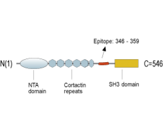 Cortactin Blocking Peptide