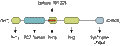 Anti-α1-Syntrophin (SNTA1) Antibody