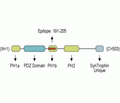 α1-Syntrophin/SNTA1 Blocking Peptide