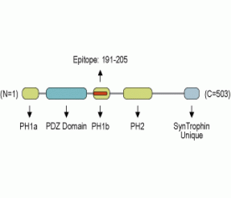 α1-Syntrophin/SNTA1 Blocking Peptide