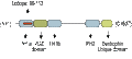 Anti-β1-Syntrophin (SNTB1) Antibody