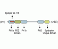 β1-Syntrophin/SNTB1 Blocking Peptide