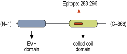 Guinea Pig Anti-Homer1 Antibody