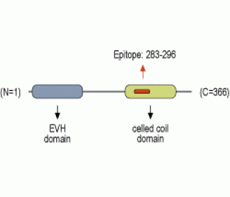 Homer1 Blocking Peptide