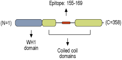 Anti-Homer3 Antibody