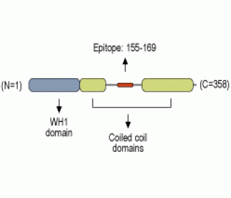 Homer3 Blocking Peptide