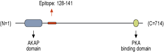 Anti-AKAP150 Antibody