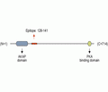 AKAP150 Blocking Peptide