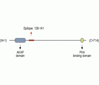 AKAP150 Blocking Peptide