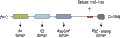 Anti-SynGAP Antibody