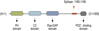 Anti-SynGAP Antibody