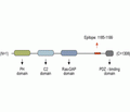 SynGAP Blocking Peptide