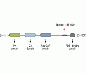 SynGAP Blocking Peptide