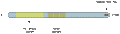 Anti-AKAP12 Antibody