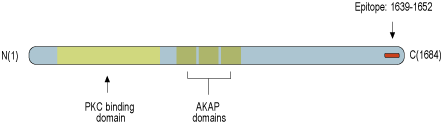 Anti-AKAP12 Antibody