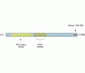 AKAP12 Blocking Peptide