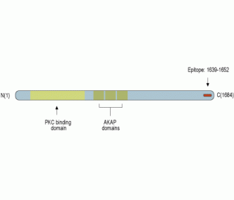 AKAP12 Blocking Peptide