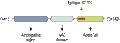 Anti-Alpha-Synuclein Antibody