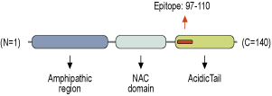 Anti-Alpha-Synuclein Antibody