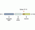 Alpha-Synuclein Blocking Peptide