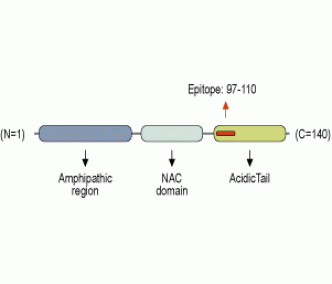 Alpha-Synuclein Blocking Peptide