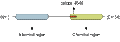Anti-Beta-Synuclein Antibody