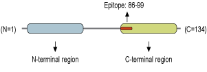 Anti-Beta-Synuclein Antibody