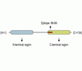 Beta-Synuclein Blocking Peptide