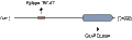 Anti-DLGAP1/GKAP Antibody