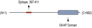 Anti-DLGAP1/GKAP Antibody