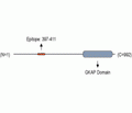 DLGAP1/GKAP Blocking Peptide
