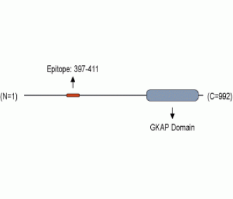 DLGAP1/GKAP Blocking Peptide