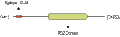 Anti-GIPC1 Antibody