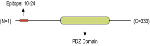 Anti-GIPC1 Antibody