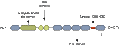 Anti-MAGI2/AIP1 Antibody